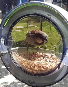 Window Bird Feeder