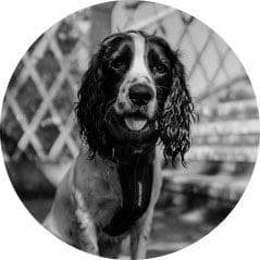 Roxy - General Dogsbody