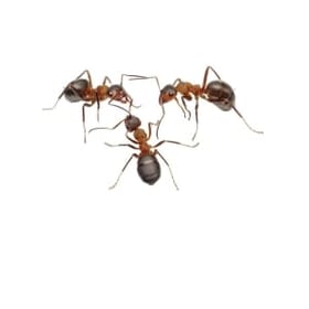Ant World image 2