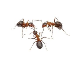 Ant World image 2