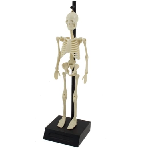 Anatomical Skeleton