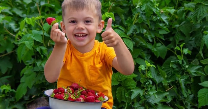Boy holding Strawberries