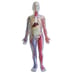 Human Body Kit image 2