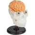 Squishy Brain Kit image 2
