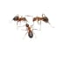 Ant World image 2