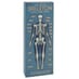 Anatomical Skeleton image 2