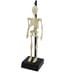 Anatomical Skeleton image 1