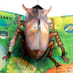 The Incredible Pop-Up Bug Book