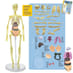 Build a Body contents