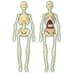 Build a Body skeletons