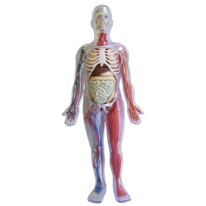Picture of Human Body Kit