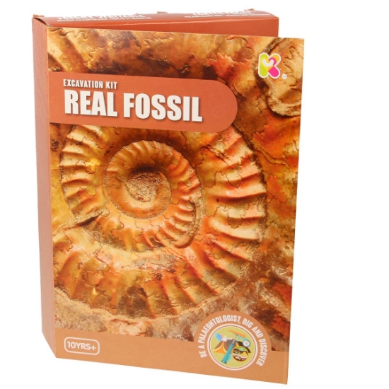 Excavation Kit - Real Fossils