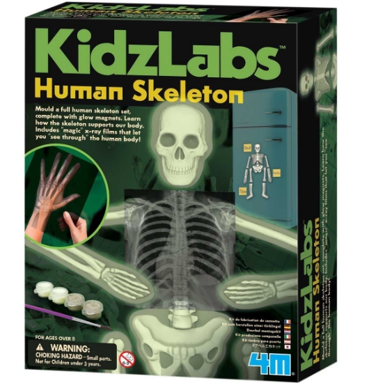 Glow Human Skeleton