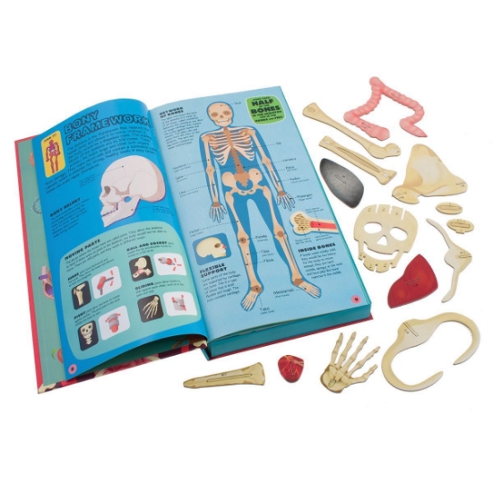 Build the Human Body (Book & Model)