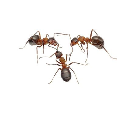 Picture of Ant World