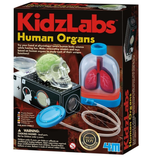 Human Organs Science Kit