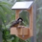 Picture of Build Your Own Bird Feeder
