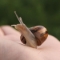Picture of Snail World