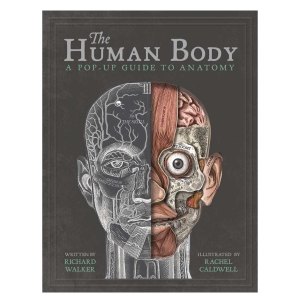 Picture of Human Body Pop Up Guide